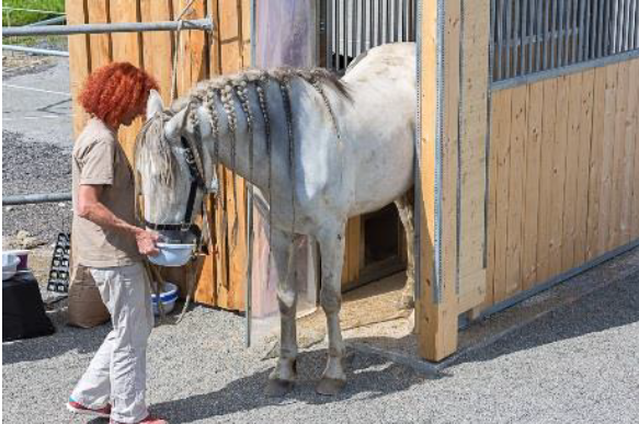 hest lærer at blive tryg ved udgangsdøren